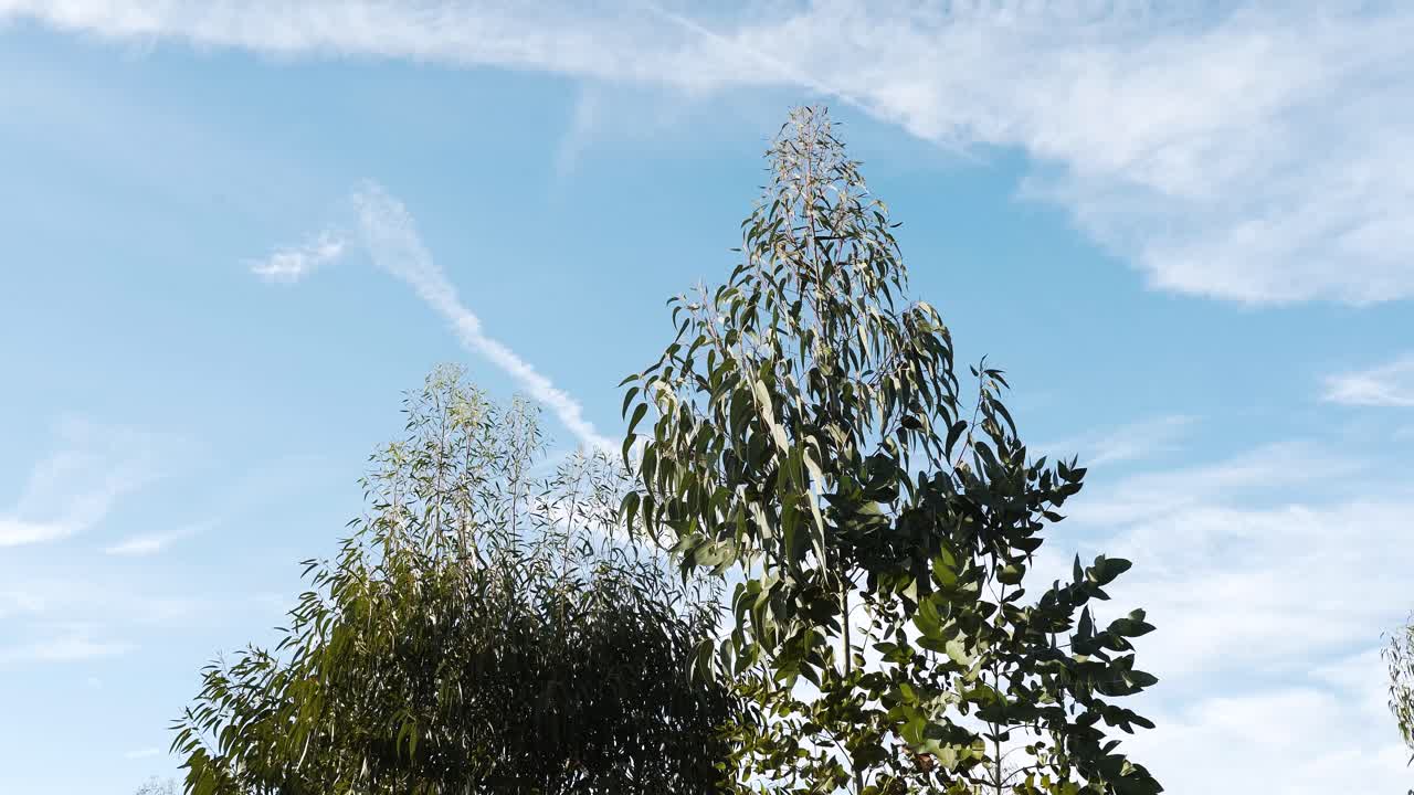 Gentle wind moves through eucalyptus branches, filling the scene with motion and light as the trees stand gracefully against a bright, peaceful sky