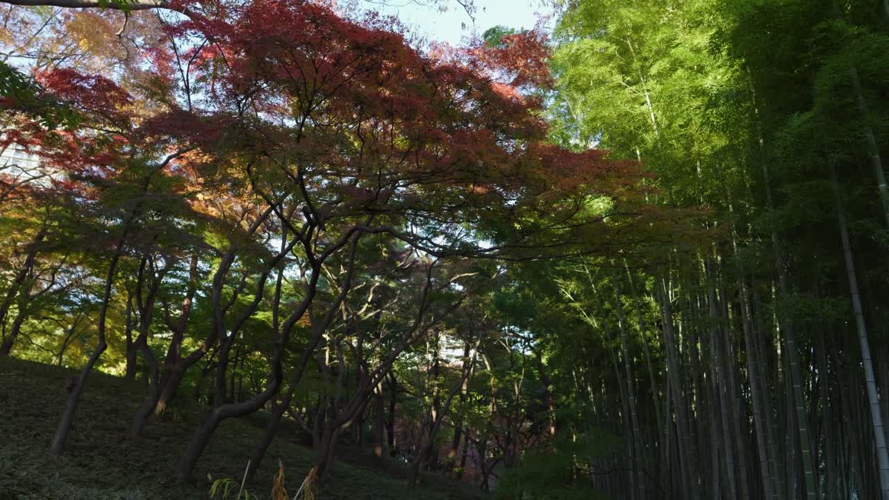 가을의 아름다운 대나무 숲 색상, 실루