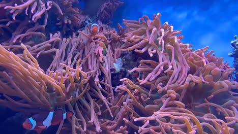 pez payaso. acuario tropical con anémonas de mar