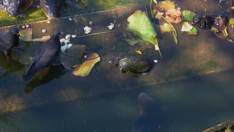 turtle feeding pond fishes in japan, kois 4k