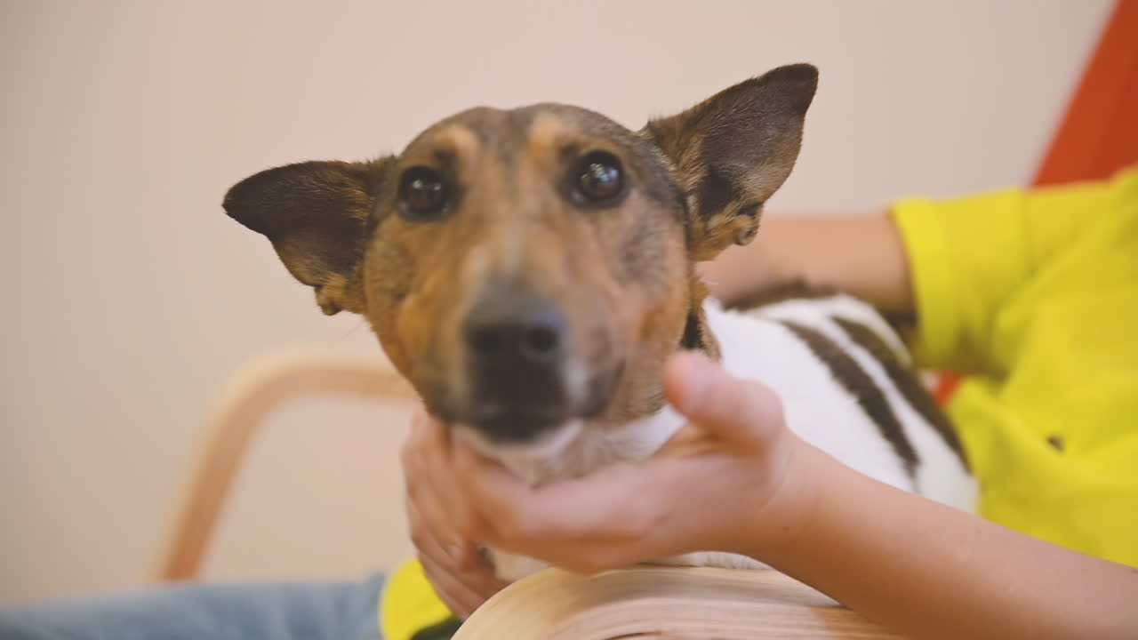 la cámara enfoca a un perro en el regazo de un niño, mientras un niño se balancea en la silla