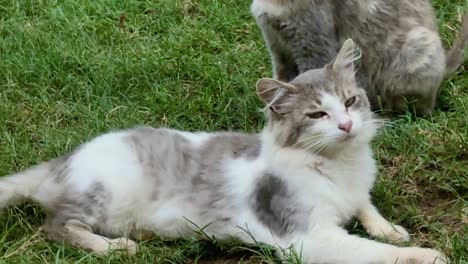 un gato adulto de pelo largo está tirado en la hierba