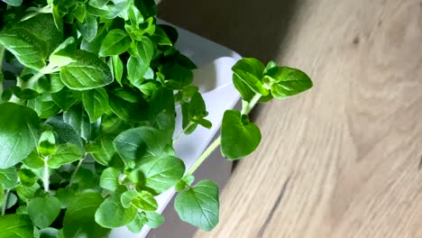 Shadows-From-The-Window-Passed-Through-Basil-At-White-Platter-In-A-Wooden-Table-At-Sunny-Morning