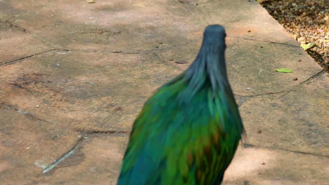 길 을 고 있는 니코바르 비둘기