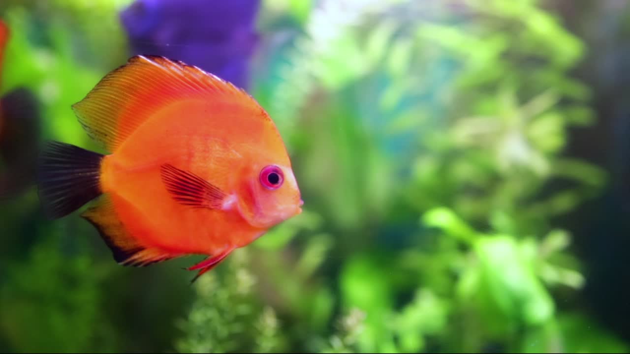 disco de simfisodón en un acuario