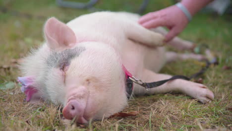 pet pig wearing a bow, laying down and smiling while getting a belly rub