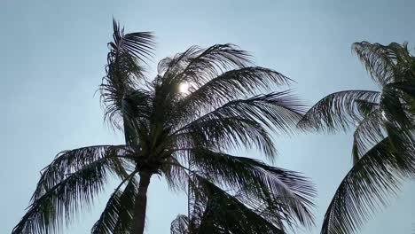 Palm-Trees-Looking-Up-Sunlight-Blue-Sky,-Thailand