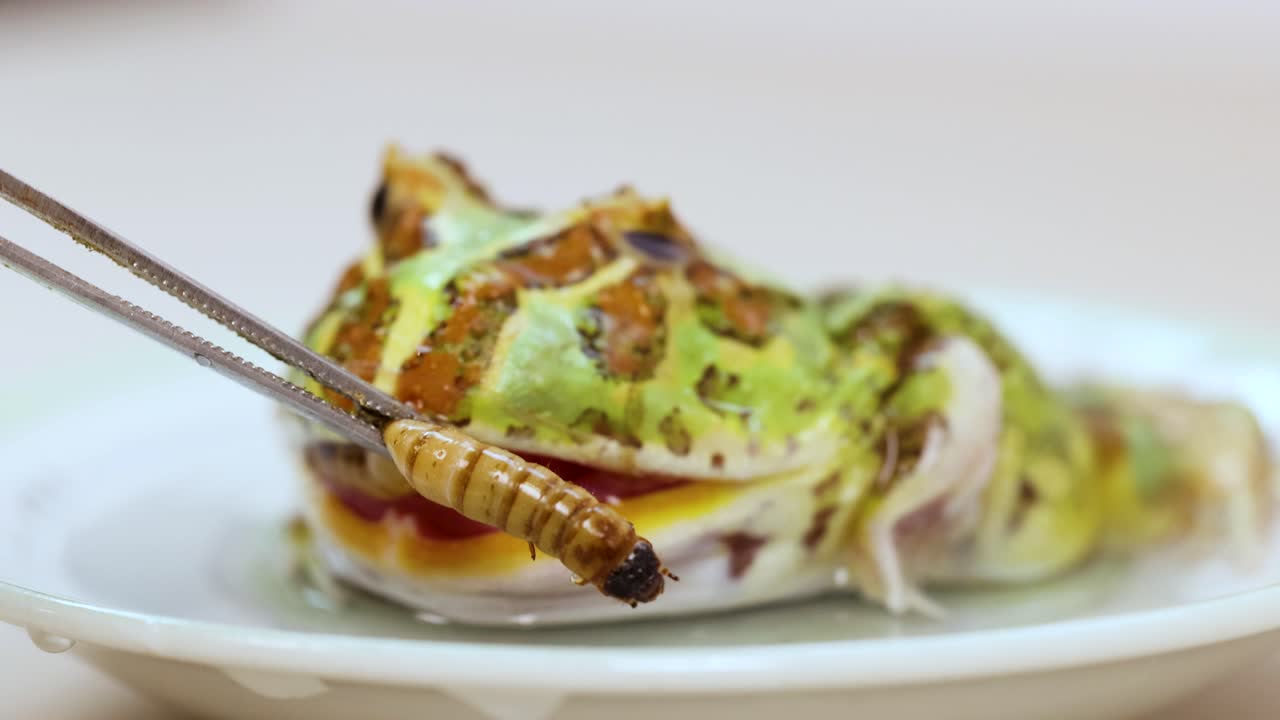 A horned frog consumes a superworm on a white plate, captured in a well-lit, close-up sequence