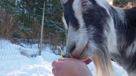 Tame-billy-goat-eating-straw-and-licking-person's-hand,-snowy-winter-background,-cuteness-overload