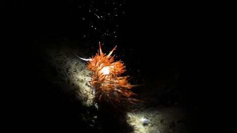 video artístico submarino único de una criatura marina vibrante en la oscuridad iluminada solo por la luz de una antorcha de video de buzo.