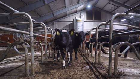 herd of cattle calves standing inside the pen in a farm, close up, static