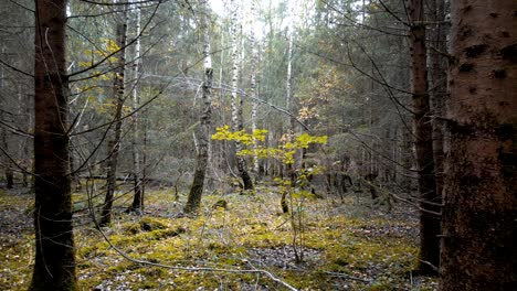 drone aerea otoño bosque dorado colores hojas