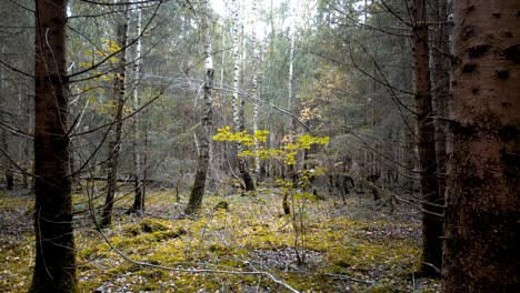 drohne luft herbstwald goldene farben blätter