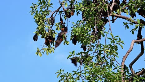 Lyle&#39;s-Flying-Fox-Oder-Pteropus-Lyleior