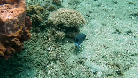 A-beautiful-black-pufferfish-blowfish-swimming-over-coral-reef-and-sea-anemone-in-the-tropics-of-Timor-Leste,-Southeast-Asia,-closeup-of-tropical-fish-while-scuba-diving