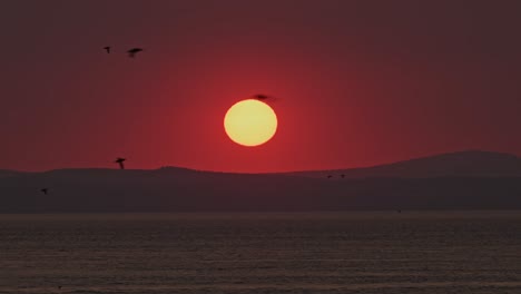 Slow-Motion-Sunset-Puffins-Flying-by-Sun-with-Beautiful-Orange-and-Red-Sunset-Sky,-Atlantic-Puffins-in-Flight-Silhouetted-by-Setting-Sun,-UK-Seabirds-Flying-in-the-Red-Sky