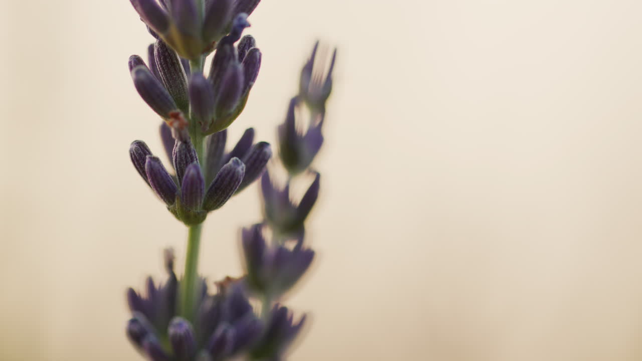 disparo inclinado: arbustos de lavandina en el campo, planta medicinal y hermoso campo. disparo de primer plano