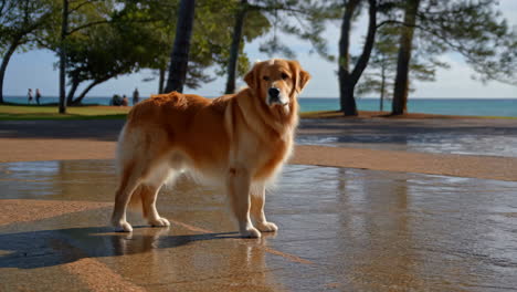 golden retriever standing by the beach