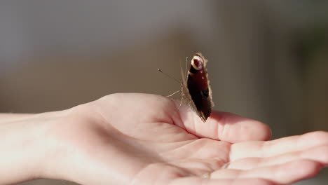 beautiful butterfly sitting on the palm of young woman on a sunny day