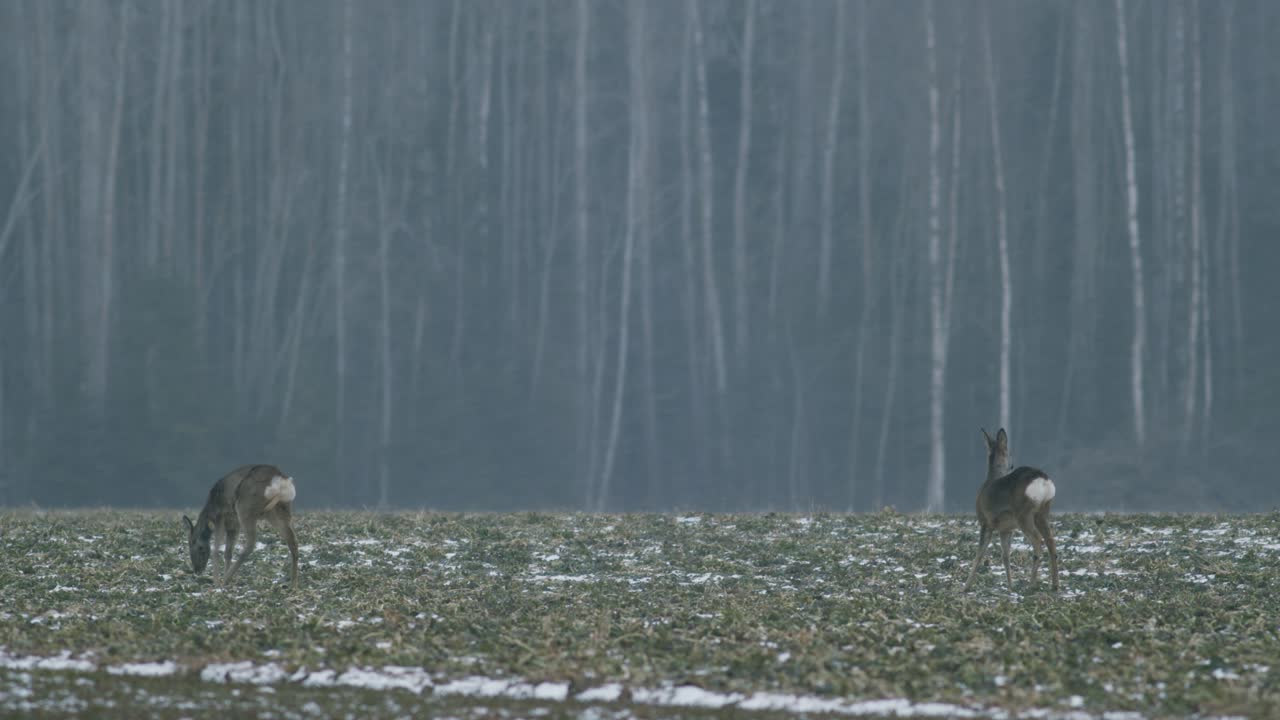 bandada de corzos europeos comiendo en el campo de raps de violación al atardecer