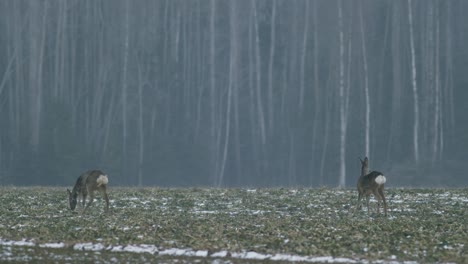 european roe deer flock eating on rape raps field in evening dusk