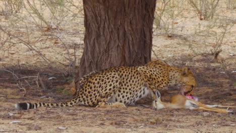 un guepardo hambriento alimentándose de un ternero springbok muerto al lado de los árboles en el desierto de kalahari, sudáfrica - primer plano