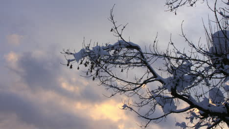 time lapse of clouds moving behind a snow covered tree branch with snow on, in evening light in the french alps