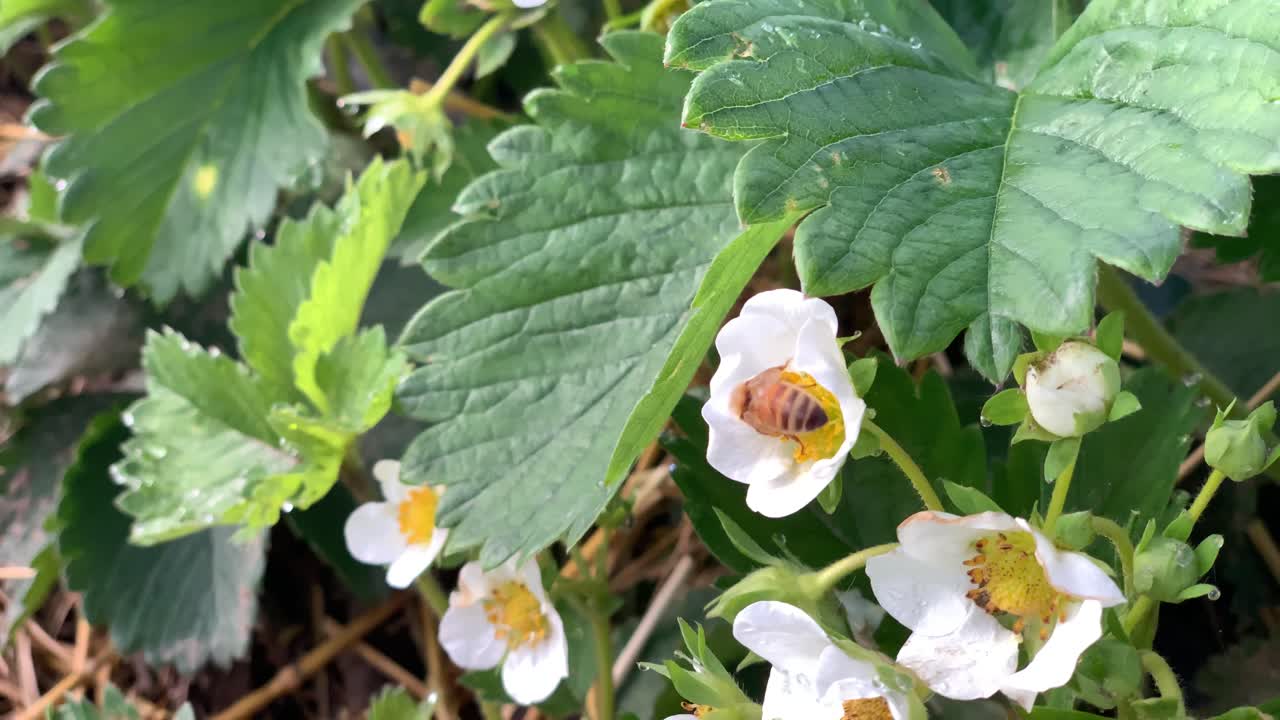 cerca de una abeja recogiendo néctar de flor de fresa en cámara lenta