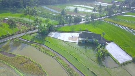 Farmers-dry-paddy-under-the-sun-on-the-hut-in-the-middle-of-rice-field