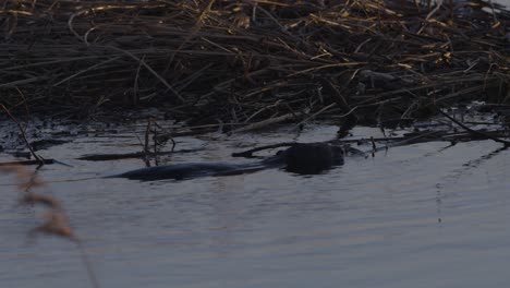 beaver swimming in calm lake water at dawn and dusk