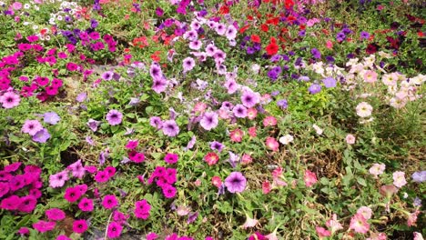 las hermosas flores y camas de hierba de cameron highlands, malasia.