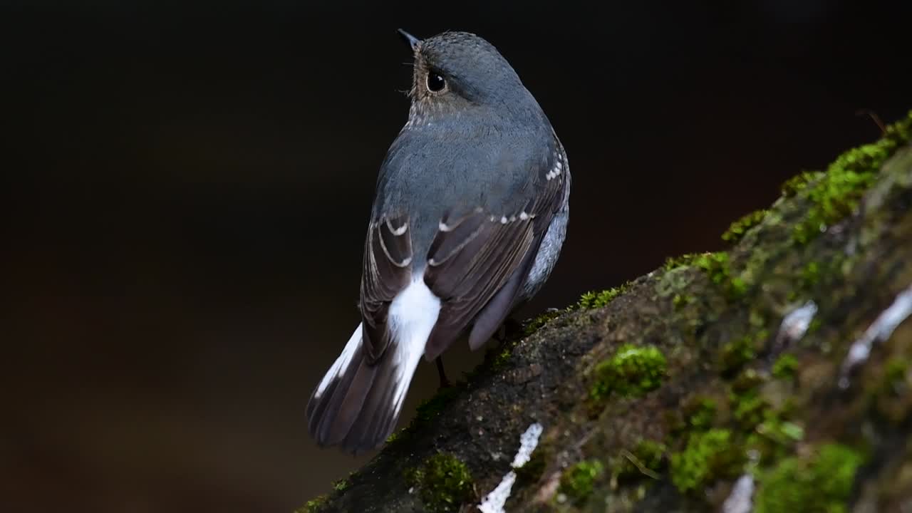 이 암컷 plumbeous redstart는 수컷만큼 화려하지는 않지만 확실히 귀여운 새의 공처럼 푹신합니다.