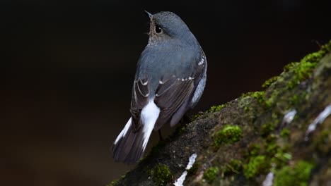 this female plumbeous redstart is not as colourful as the male but sure it is so fluffy as a ball of a cute bird