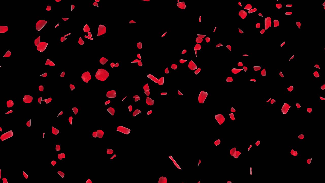 빨간 장미 꽃잎이 떨어지는 것