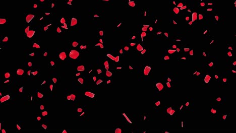 red rose petals falling