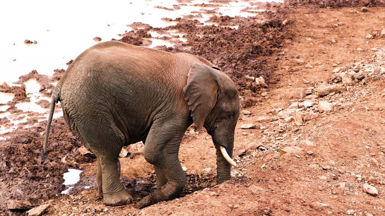 elefante africano de matorral revolcándose cerca de un pozo de agua en el parque nacional de aberdare, kenia