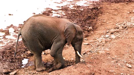 african bush elephant wallowing near watering hole in aberdare national park, kenya