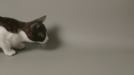 Slow-motion-wide-shot-of-kitten-stalking-something-off-camera-and-leaping-at-it