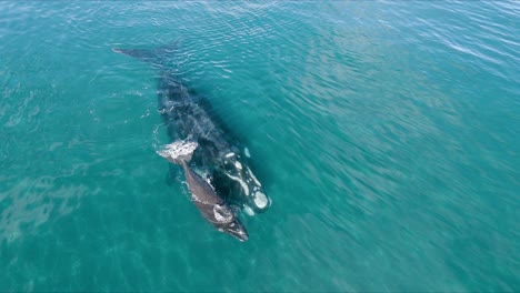 una ballena pacífica nadando con su cría en aguas poco profundas y claras - plano aéreo amplio