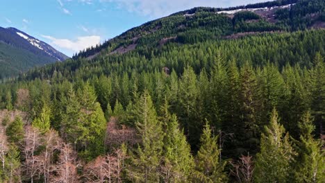 Beautiful-view-above-Evergreen-forest-with-mountains-on-a-blue-sky-day-in-Snoqualmie,-Washington-State