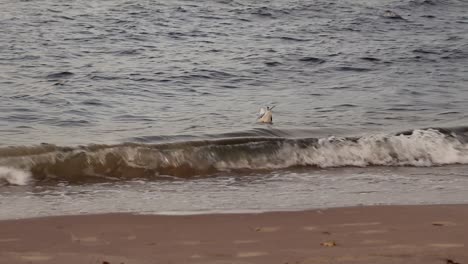 floating seagull in the sea next to the beach shore line on an autumn, chilly cold day