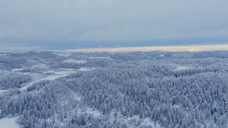 Vista-Aérea-De-Pinos-Nevados-En-El-Denso-Bosque-En-Invierno