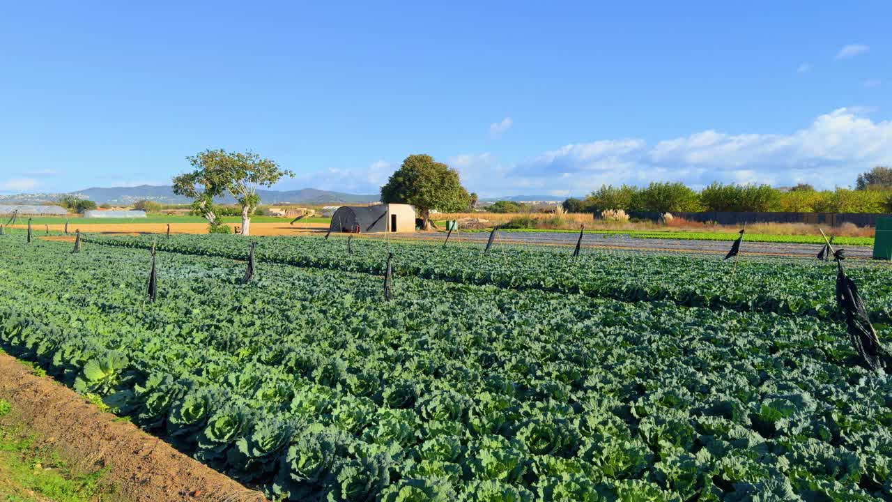유기농  ⁇ 의 재배 된  ⁇ , 건강한 음식, 다이어트, 체중 감량