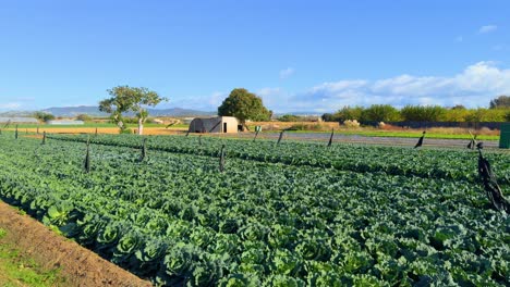 campo cultivado de lechuga orgánica, alimentos saludables, dietas, pérdida de peso