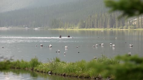 un alce hembra y un becerro caminando y comiendo en el agua en las montañas rocosas canadienses