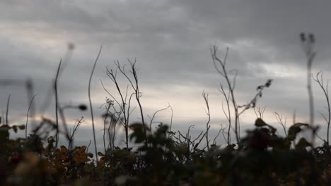 withered, dried wild plants against cloudy sky