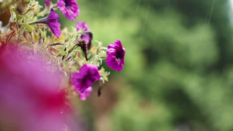 purple petunias in the rain, in slow motion