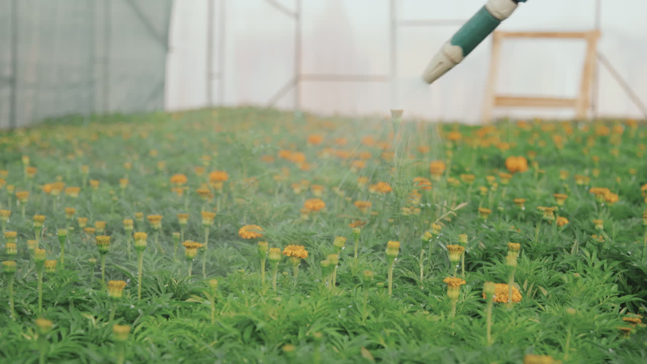 Gardener Watering Marigold Flowers