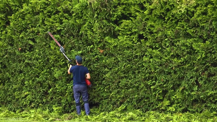 Giovane giardiniere che usa un tagliasiepi elettrico per modellare e mantenere un'alta siepe di tuia durante una soleggiata giornata estiva, con il verde appena tagliato che cade sul prato curato sottostante.