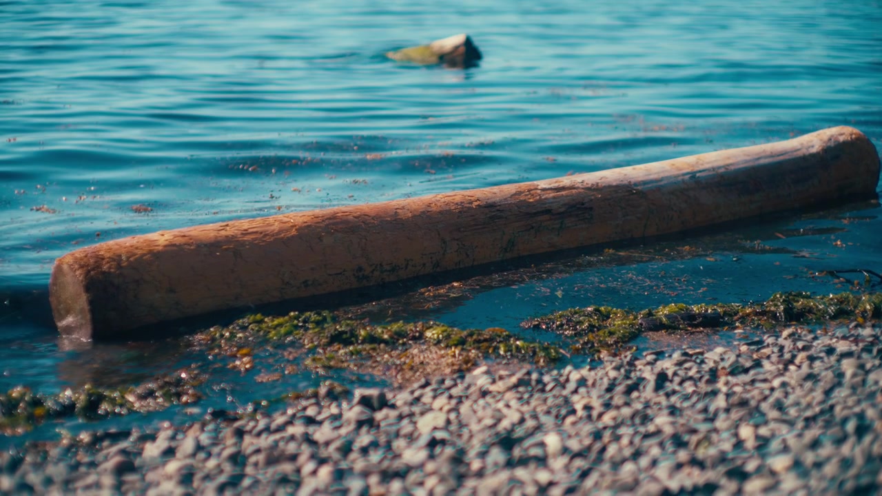 Tronco di legno alla deriva nell'acqua vicino alla riva del mare